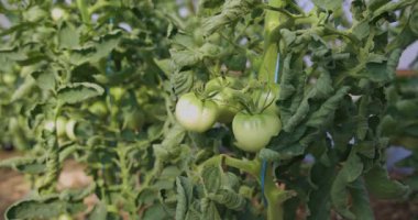 Bitkiden sarkan bir avuç yeşil domates. Santral yeşil yapraklarla dolu.