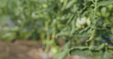 Bir sürü yeşil yaprak ve domatesli bir domates bitkisinin bulanık görüntüsü. Büyüme ve bolluk kavramı, bitki hayat dolu ve olgun meyvelerle dolu.