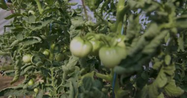 Bitkiden sarkan bir avuç yeşil domates. Domatesler olgunlaştı ve toplanmaya hazır.