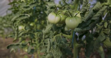 Bitkiden sarkan bir avuç yeşil domates. Santral yeşil yapraklarla dolu.