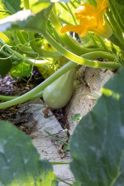 Üzerinde yeşil kabak olan bir kabak bitkisi. Kabak yeşil, kütük kahverengi.