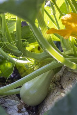 Üzerinde yeşil kabak olan bir kabak bitkisi. Kabak yeşil, kütük kahverengi.