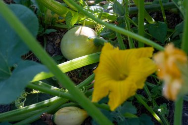 Sarı çiçekli bir kabak bitkisi ve yerde bir kabak. Kabak küçük ve yeşildir.