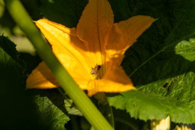 Ortasında arı olan sarı bir kabak çiçeği. Çiçek yeşil yapraklarla çevrilidir. Arı küçük ve siyah
