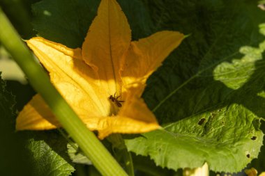 Ortasında arı olan sarı bir kabak çiçeği. Çiçek yeşil yapraklarla çevrilidir. Arı küçük ve siyah