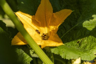 Ortasında arı olan sarı bir kabak çiçeği. Çiçek yeşil yapraklarla çevrilidir. Arı küçük ve siyah