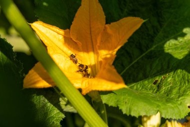 Ortasında arı olan sarı bir kabak çiçeği. Çiçek yeşil yapraklarla çevrilidir. Arı küçük ve siyah