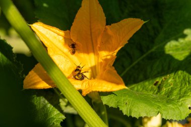 Ortasında arı olan sarı bir kabak çiçeği. Çiçek yeşil yapraklarla çevrilidir. Arı küçük ve siyah