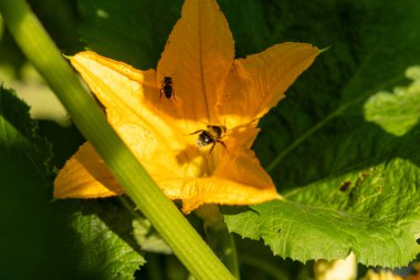 Ortasında arı olan sarı bir kabak çiçeği. Çiçek yeşil yapraklarla çevrilidir. Arı küçük ve siyah