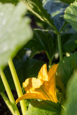 Üzerinde arı olan sarı bir kabak çiçeği. Çiçek yeşil yapraklarla çevrilidir. Arı çiçeğin üzerinde süzülüyor, ve çiçek görüntünün ortasında.