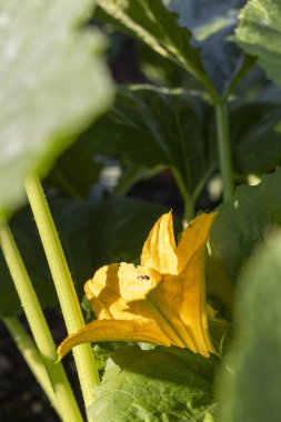 Üzerinde arı olan sarı bir kabak çiçeği. Çiçek yeşil yapraklarla çevrilidir. Arı çiçeğin üzerinde süzülüyor, ve çiçek görüntünün ortasında.