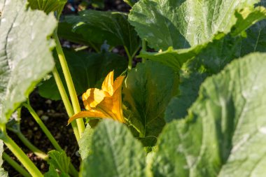 Üzerinde arı olan sarı bir kabak çiçeği. Çiçek yeşil yapraklarla çevrilidir. Arı çiçeğin üzerinde süzülüyor, ve çiçek görüntünün ortasında.