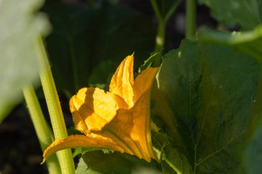 Üzerinde arı olan sarı bir kabak çiçeği. Çiçek yeşil yapraklarla çevrilidir. Arı çiçeğin üzerinde süzülüyor, ve çiçek görüntünün ortasında.