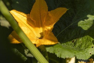 Ortasında arı olan sarı bir kabak çiçeği. Çiçek yeşil yapraklarla çevrilidir. Arı küçük ve siyah