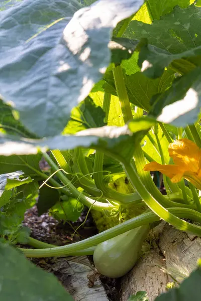 Üzerinde yeşil kabak olan bir kabak bitkisi. Kabak yeşil, kütük kahverengi.