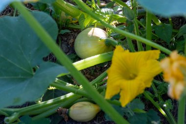 Sarı çiçekli bir kabak bitkisi ve yerde bir kabak. Kabak küçük ve yeşildir.