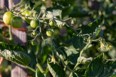 Bitkiden sarkan bir avuç yeşil domates. Domatesler olgunlaşmamış..