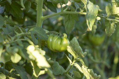 Bir domates bir bitkiye asılıyor. Domates yeşildir ve sapı vardır. Santral yeşil yapraklarla dolu. Hava aydınlık ve güneşli..