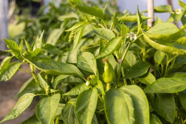 Bahçede bir demet yeşil biber ve bir çiçek yetişiyor. Biberler küçük ve yeşildir ve bir bitkinin üzerinde yetişir.