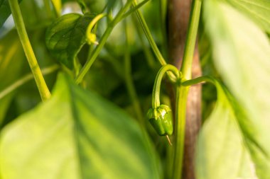 Bahçede bir demet yeşil biber ve bir çiçek yetişiyor. Biberler küçük ve yeşildir ve bir bitkinin üzerinde yetişir.