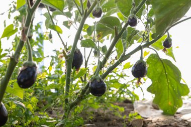 Bir seradaki bir bitkinin üzerinde bir grup siyah patlıcan yetişiyor. Bitki toprakla çevrili ve patlıcanlar dallardan sarkıyor..