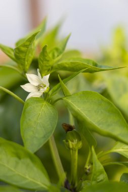 Bahçede yeşil bir biber ve çiçek yetişiyor. Biber yeşildir ve sapı vardır. Hava aydınlık ve güneşli..