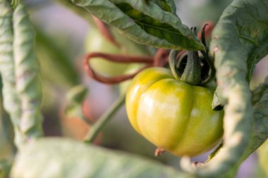 Yeşil bir domates bir bitkiye asılıyor. Domates olgunlaştı ve toplanmaya hazır. Bitki sağlıklı ve bakımlı.