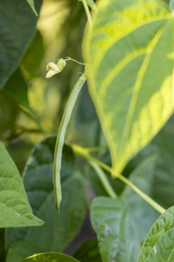 Bir yaprağın üzerinde yeşil bir fasulye büyüyor. Yaprak yeşil ve bir gövdesi var.