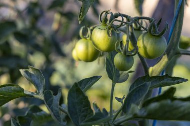 Gün batımında dışarıdaki bir bitkiden sarkan yeşil domates kümesi. Domatesler olgunlaşmamış.