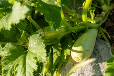 Yeşil yapraklı bir bitkinin üzerinde bir kabak yetişiyor. Bitki yeşil yapraklarla dolu ve üzerinde kabak yetişiyor.