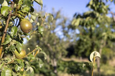 Ağaçtan sarkan iki armut. Armutlar olgunlaştı ve toplanmaya hazır. Ağaç yapraklar ve dallarla dolu, verimli ve canlı bir atmosfer yaratıyor.