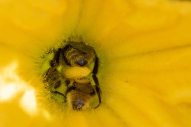 İçinde arı olan sarı bir çiçek. Çiçek tamamen çiçek açmış.