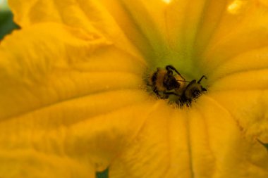 İçinde arı olan sarı bir çiçek. Çiçek tamamen çiçek açmış.