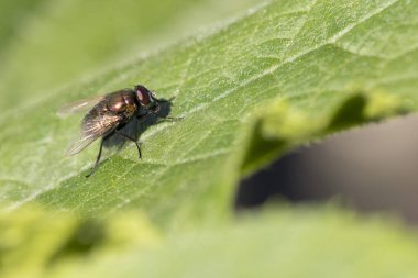 Bir sinek yaprağın üzerinde oturuyor. Yaprak yeşildir ve birkaç kahverengi lekesi vardır.