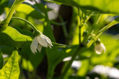 Beyaz çiçekli bir biber bitkisinin yakın çekimi. Çiçekler küçük ve narin, yapraklar yeşil ve gür. Huzur ve doğal güzellik kavramı