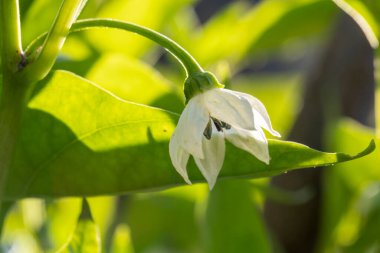 Beyaz çiçekli bir biber bitkisinin yakın çekimi. Çiçekler küçük ve narin, yapraklar yeşil ve gür. Huzur ve doğal güzellik kavramı