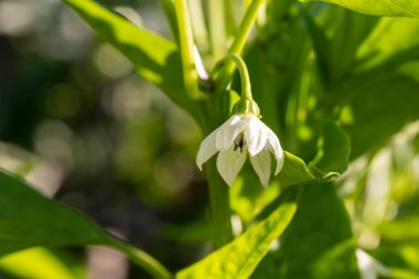 Beyaz çiçekli bir biber bitkisinin yakın çekimi. Çiçekler küçük ve narin, yapraklar yeşil ve gür. Huzur ve doğal güzellik kavramı