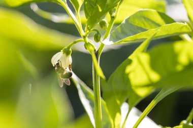 Bir arı biber çiçeğinden baş aşağı sarkıyor. Arı bir çiçeğin üzerinde ve yukarı bakıyor