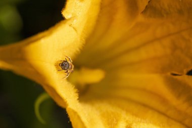 İçinde yabanarısı olan sarı bir çiçek. Çiçek tamamen çiçek açmış.