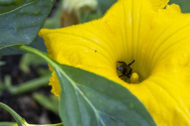 İçinde yabanarısı olan sarı bir çiçek. Çiçek tamamen çiçek açmış.