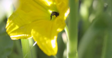 İçinde iki arı olan sarı bir çiçeğin yakın çekimi. Arılar çiçekten nektar toplamakla meşguller.