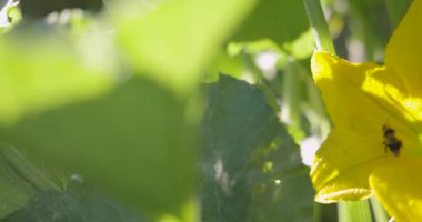 İçinde arı olan sarı bir çiçeğin yakın çekimi. Arılar çiçekten nektar toplamakla meşguller.