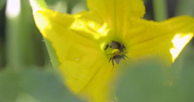 İçinde arı olan sarı bir çiçek. Çiçek yeşil yapraklarla çevrilidir.
