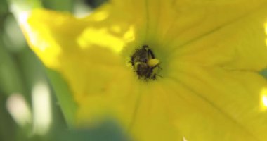 İçinde iki arı olan sarı bir çiçeğin yakın çekimi. Arılar çiçekten nektar toplamakla meşguller.