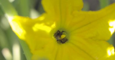 İçinde iki arı olan sarı bir çiçeğin yakın çekimi. Arılar çiçekten nektar toplamakla meşguller.