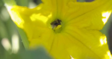 İçinde arı olan sarı bir çiçeğin yakın çekimi. Arılar çiçekten nektar toplamakla meşguller.