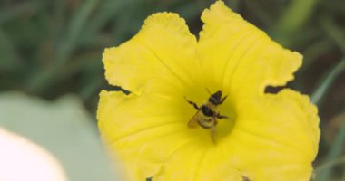 İçinde arı olan sarı bir çiçeğin yakın çekimi. Arılar çiçekten nektar toplamakla meşguller.