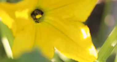 İçinde iki arı olan sarı bir çiçeğin yakın çekimi. Arılar çiçekten nektar toplamakla meşguller.