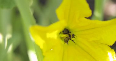 İçinde iki arı olan sarı bir çiçeğin yakın çekimi. Arılar çiçekten nektar toplamakla meşguller.