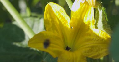 İçinde arı olan sarı bir çiçek. Çiçek yeşil yapraklarla çevrilidir.